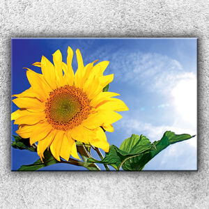 IMPAR Fotografie na plátno Slunečnice 3 70x50 cm