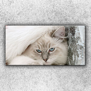 IMPAR Foto na plátno Modrooká kočka 100x50 cm