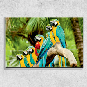 Foto na plátně Papoušci 90x60 cm