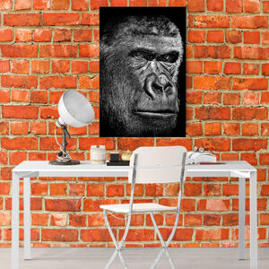 Obraz Gorilla (Rozměr obrazu: 90x60)
