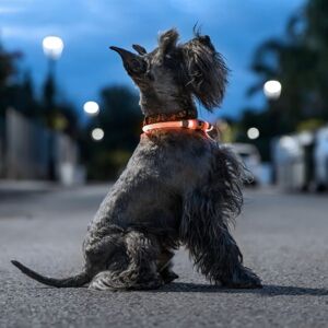 Svítící LED obojek pro psy